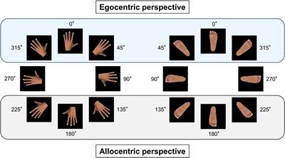 Individual differences in processing ability to transform visual stimuli during the mental rotation task are closely related to individual motor adaptation ability